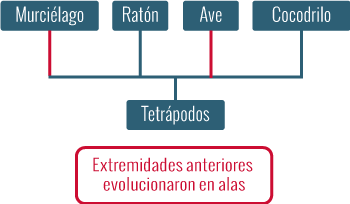 Mapa tetrápodos