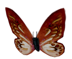 Mariposa