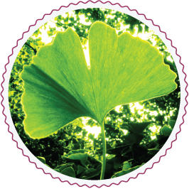 Hoja de Ginko biloba