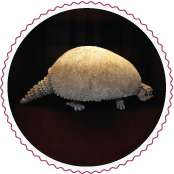 Glyptodont