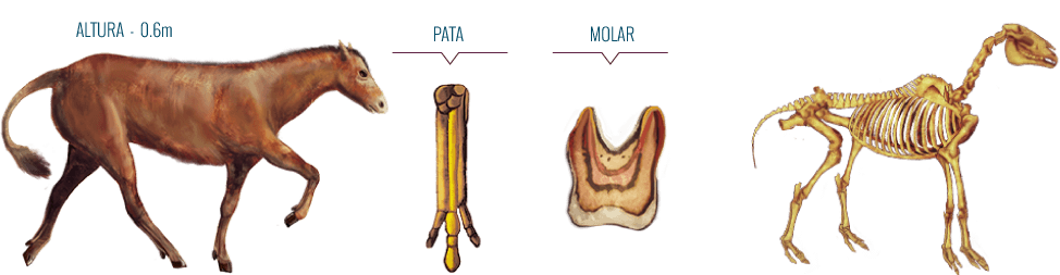 Mesohippus