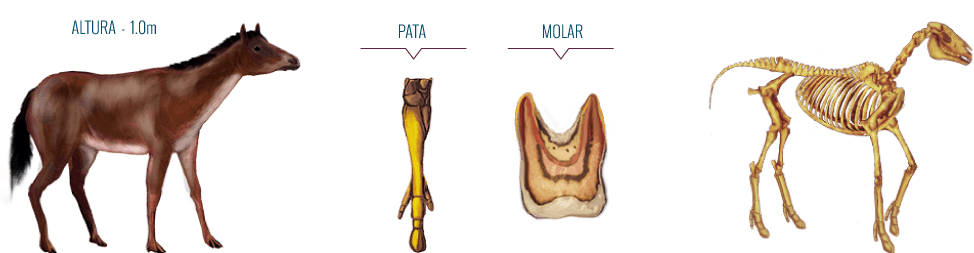 Parahippus