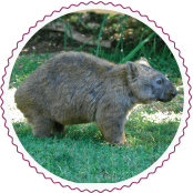 Wombat