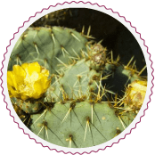 Nopal camueso