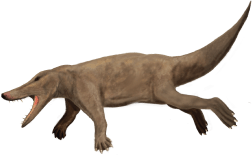 Ambulocetus