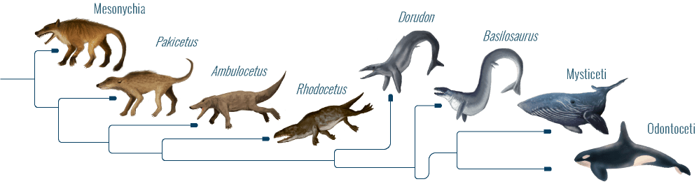 Ancestros de ballena