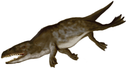 Rhodocetus