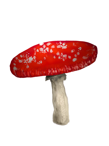 Amanita muscaria