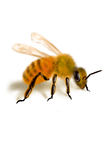 Apis mellifera