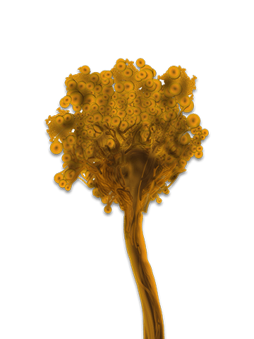 Aspergillus niger