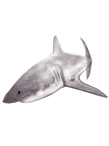 Carcharodon carcharia