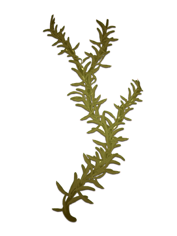 Elodea nuttallii