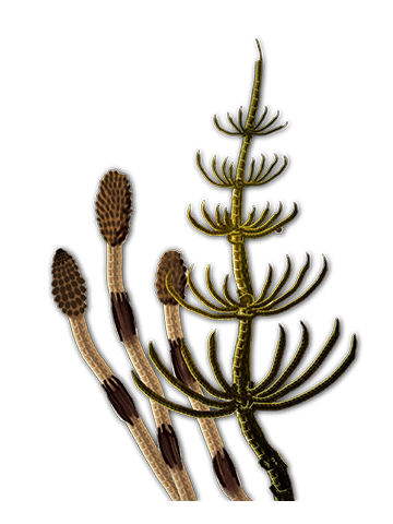 Equisetum arvenses