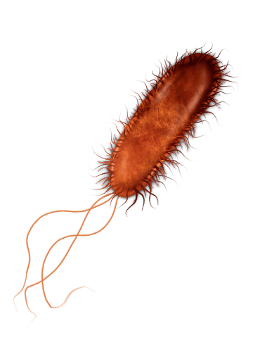 Escherichia coli