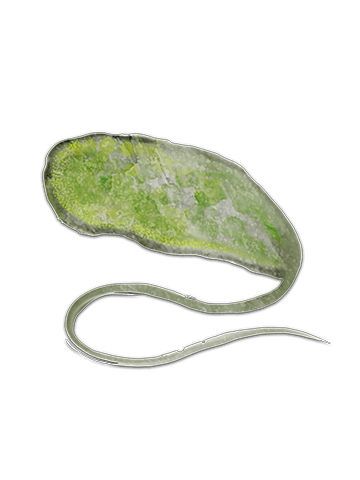 Euglena mutabilis