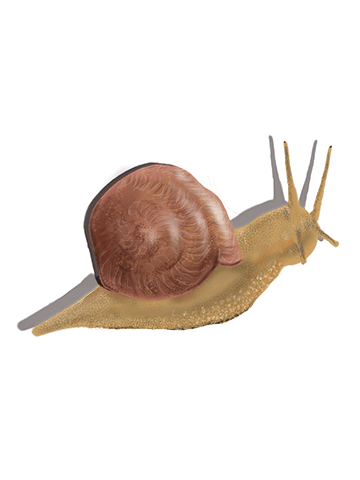 Helix aspersa