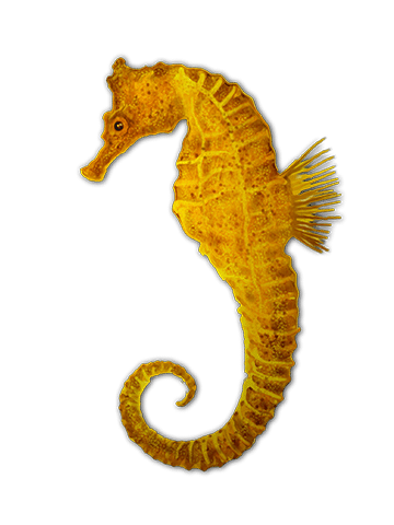 Hippocampus barbouri