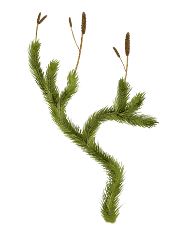 Lycopodium clavatum