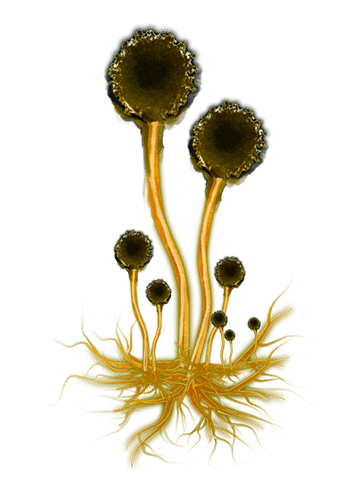 Rhizopus nigricans