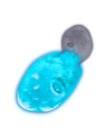 Saccharomyces cerevisiae