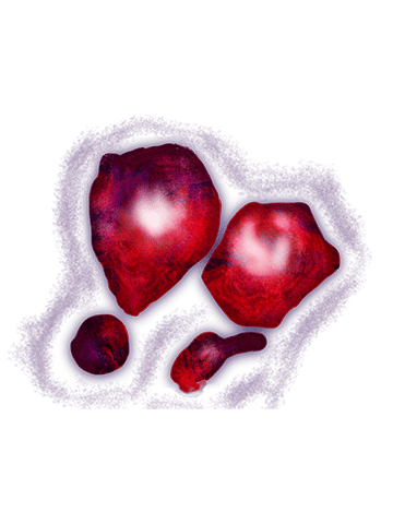 Thermoplasma acidophilum