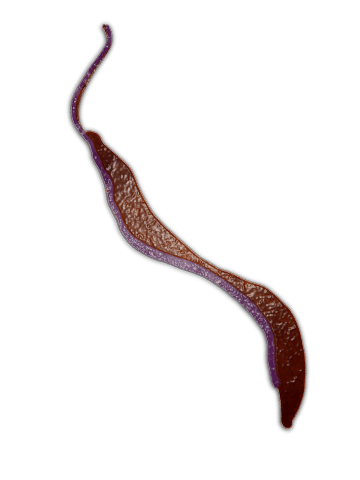 Trypanosoma brucei