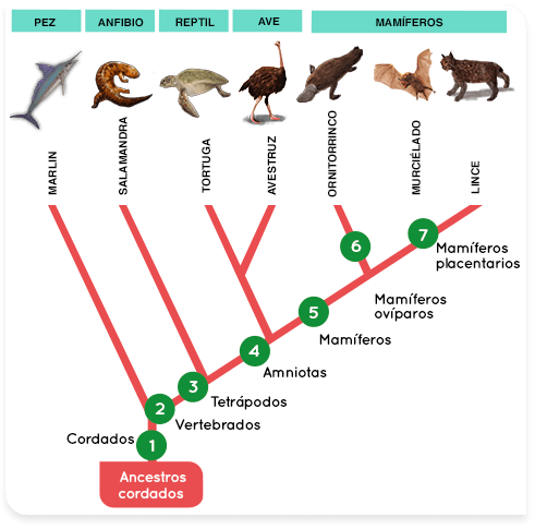 Árbol filogenético