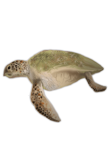 Tortuga