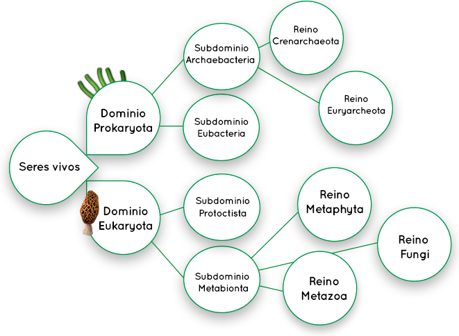 Esquema Ernst Walter Mayr