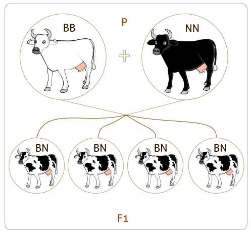 vacas1