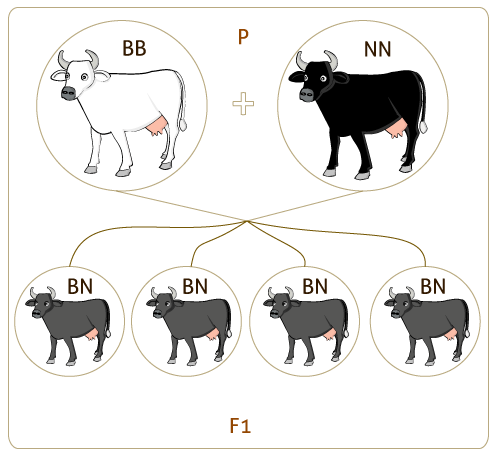 vacas2