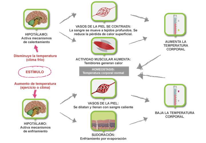 Esquema completo