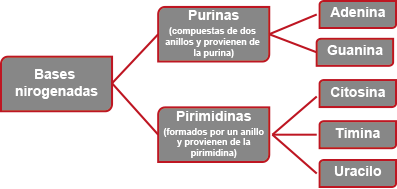 Bases nitrogenadas