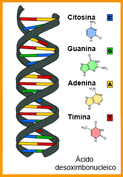 DNA