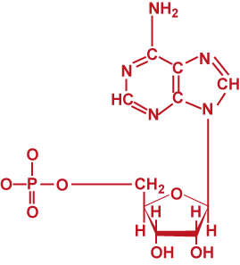 Nucleótido