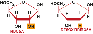 Ribosa/desoxirribosa