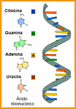 RNA