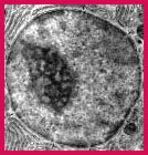 RNA heteronuclear