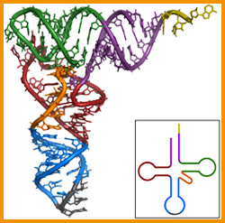 RNA de transferencia