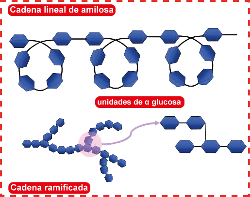 Amilosa