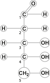 Desoxirribosa