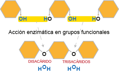 Monosacáridos