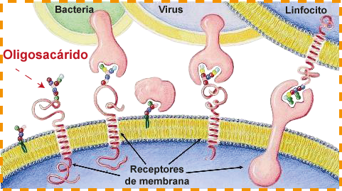 oligosácaridos