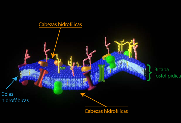 Membrana plasmática