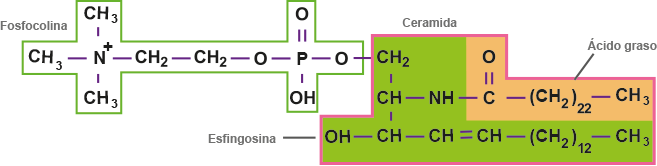 Molécula de fofoesfingolípido