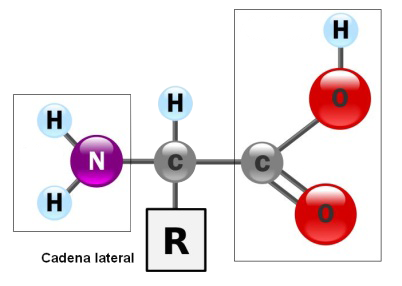 Estructura aminoácidos