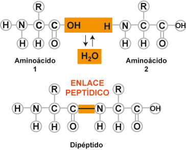 Nucleótido