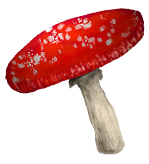 amanita-muscaria