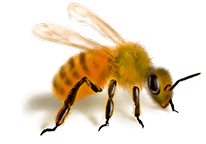 apis-mellifera