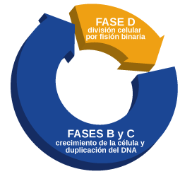 fases ciclo celular